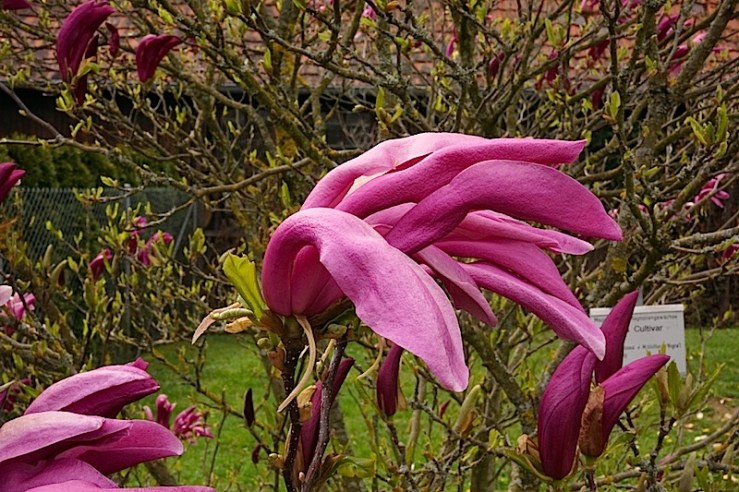 M. Susan2, enclos*ure