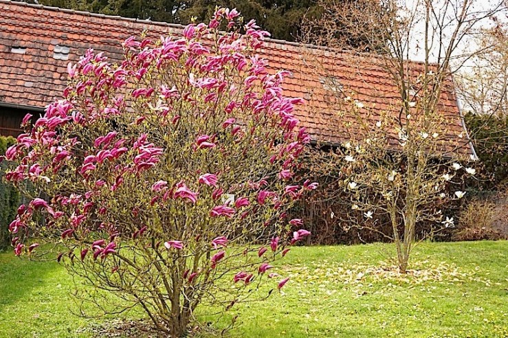 M. Susan5g, enclos*ure