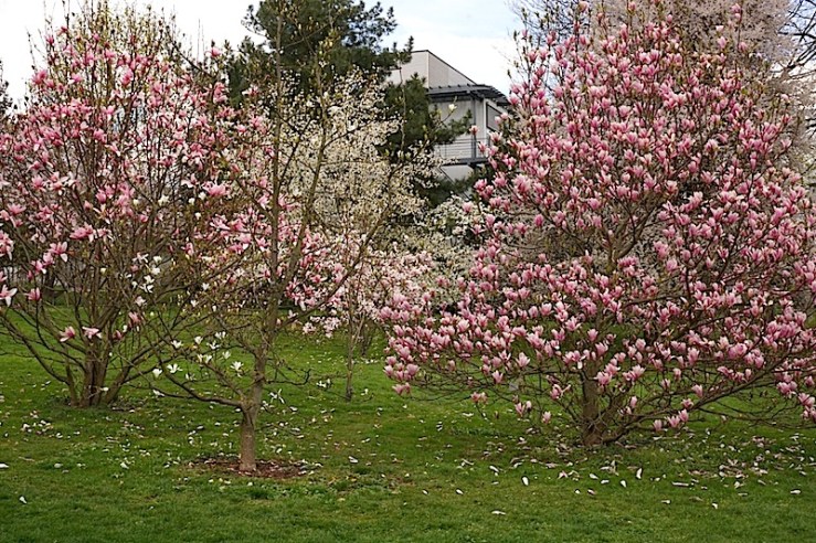 Magnolias, enclos*ure
