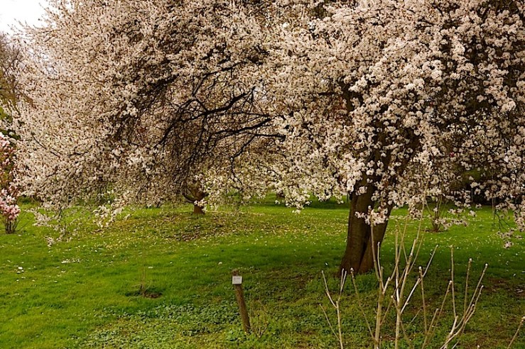 P. Spinosa1, enclos*ure