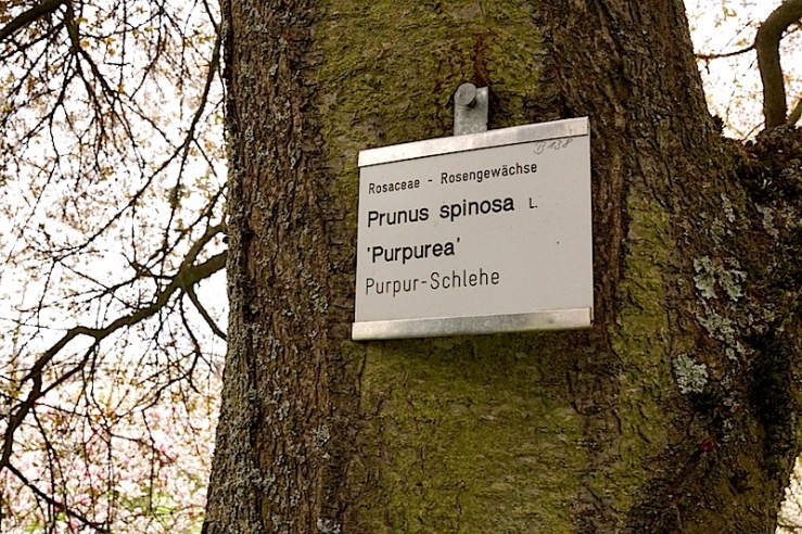 P. Spinosa2, enclos*ure