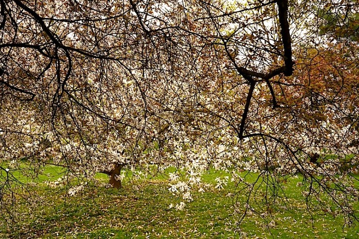 P. Spinosa3, enclos*ure