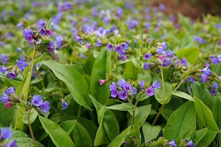 Pumonaria 1, enclos*ure