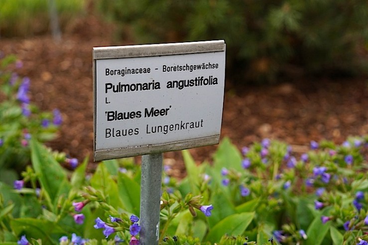 Pumonaria, enclos*ure