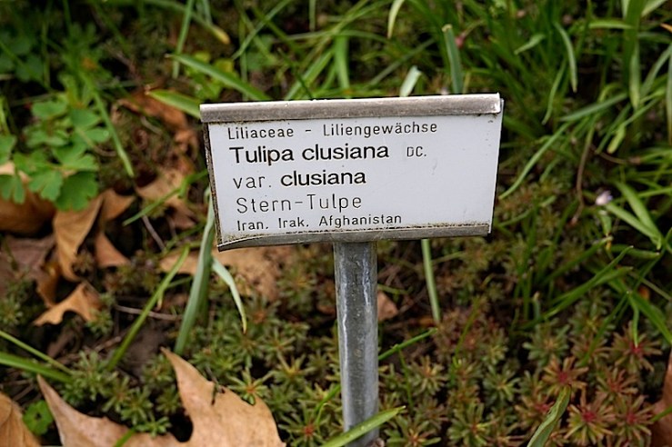 Tulipa clusiana 1, enclos*ure