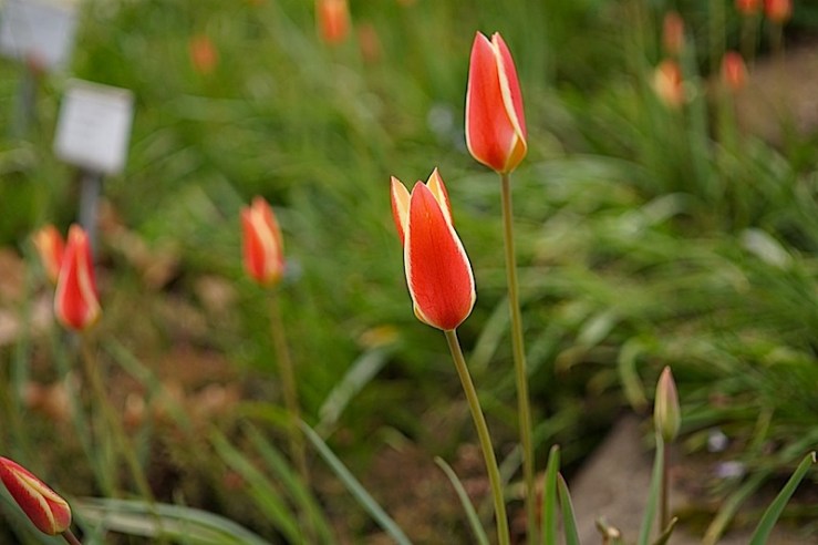 Tulipa clusiana 2, enclos*ure