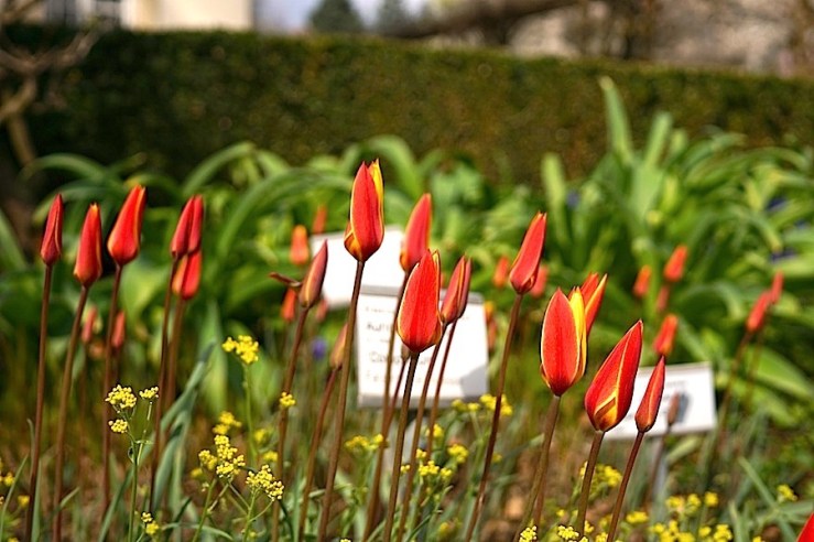 Tulipa Clusiana 20, enclos*ure