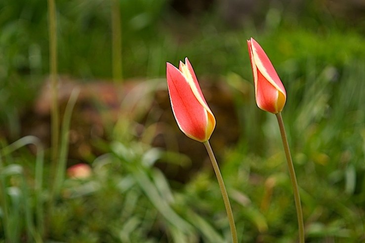 Tulipa clusiana 3, enclos*ure