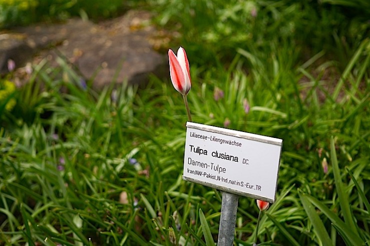 Tulipa clusiana 4, enclos*ure