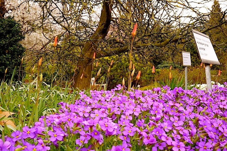 The tulips are T. Clusiania 'Tubergen's Gem. The purple ground cover is Aubrita-Hybride ‘Lavander’.