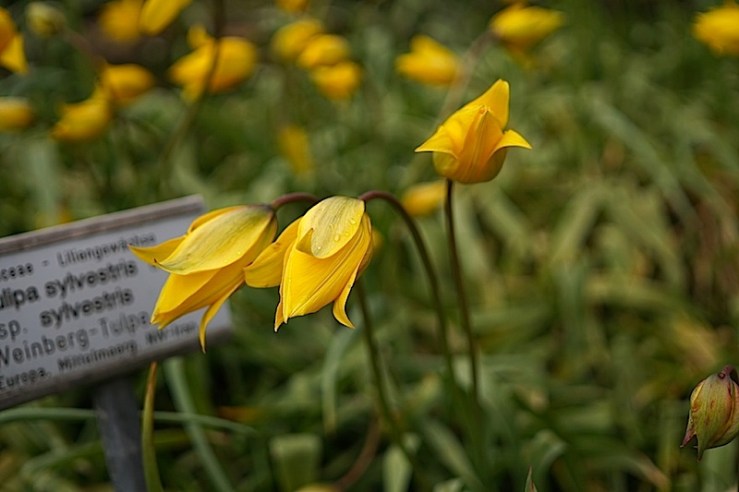 Tulipa Silvestris 3, enclos*ure