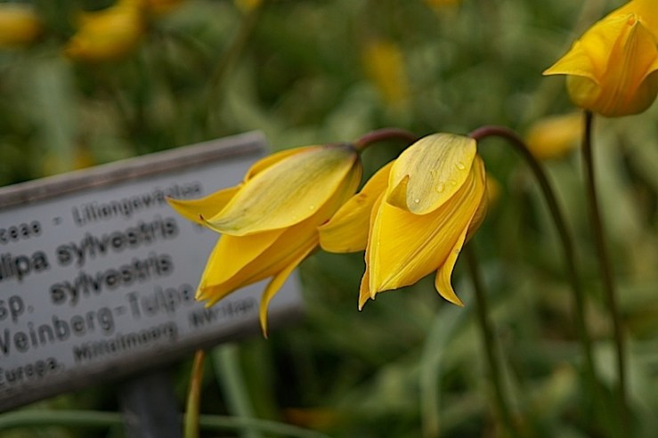 Tulipa Silvestris 4, enclos*ure