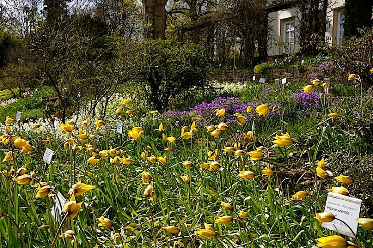 Tulipa Silvestris view12, enclos*ure