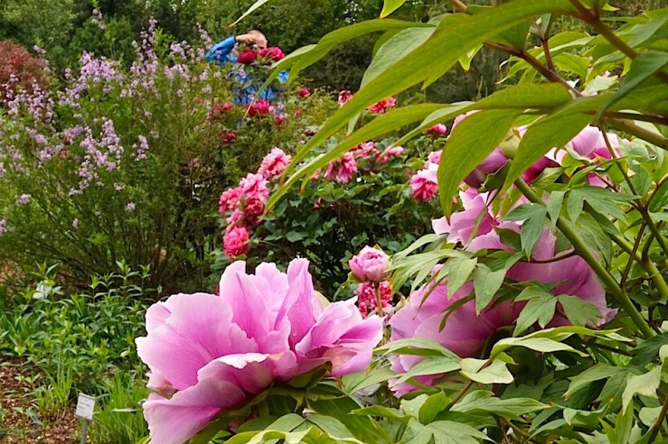 Bloom Day, 2016,enclos*ure