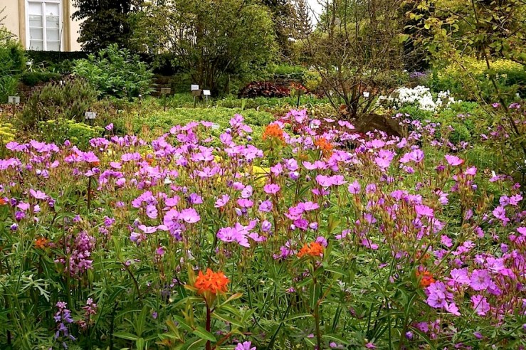 Geranium tuberosum and