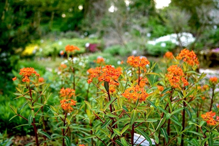 Euphoribia griffithii 'Fire Glow'
