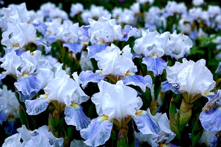 Iris Barbata-Media-Grpuppe 'Antarctique'