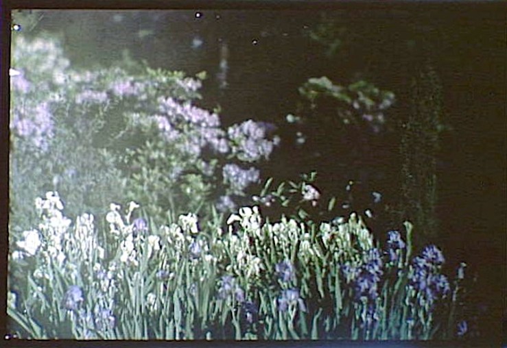 Irises, A. Genthe, Library of Congress
