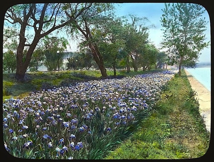 Irises, West Potomac Park, Library of Congress