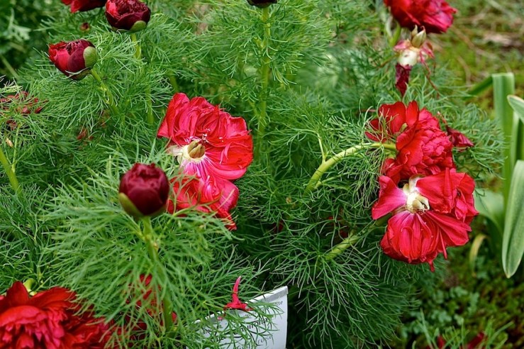 Paeonia tenuifolia 'Plena'