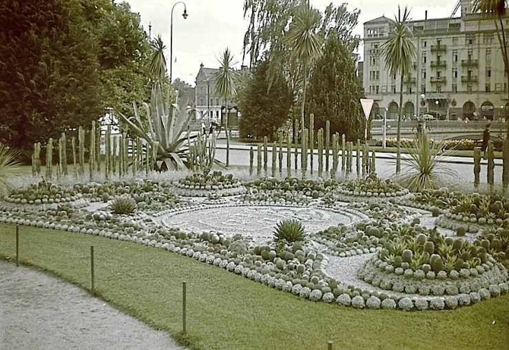 Swedish cactus display, 1942, Swedish Heritage Board on flickr