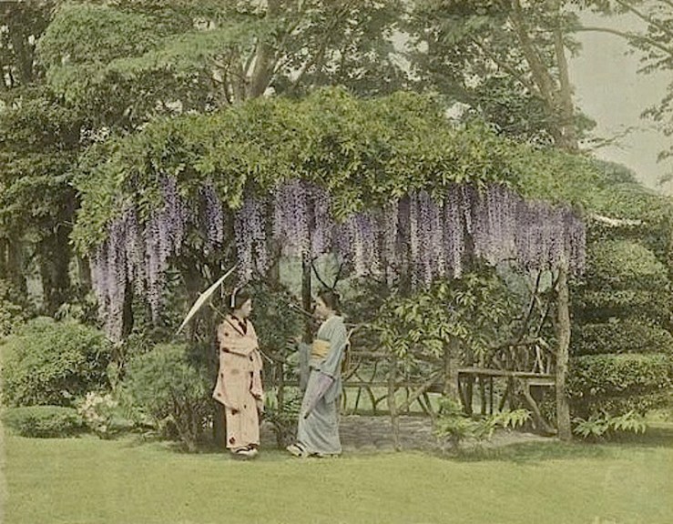 Wisteria Japan
