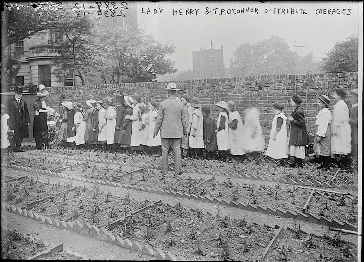 Cabbage distribution, Library of Congress