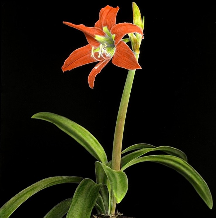 Amaryllis1, McCall flower portraits, ca. 1930, Provincial Archives of Alberta