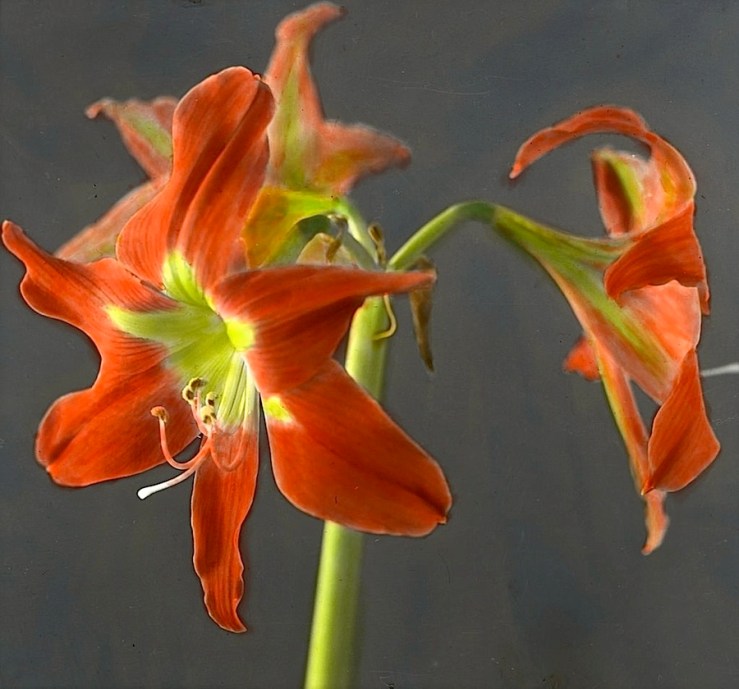 Amaryllis2, McCall flower portraits, ca. 1930, Provincial Archives of Alberta