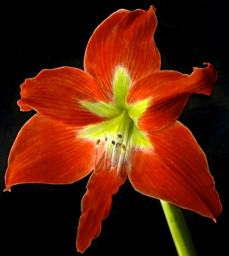 Amaryllis3, McCall flower portraits, ca. 1930, Provincial Archives of Alberta