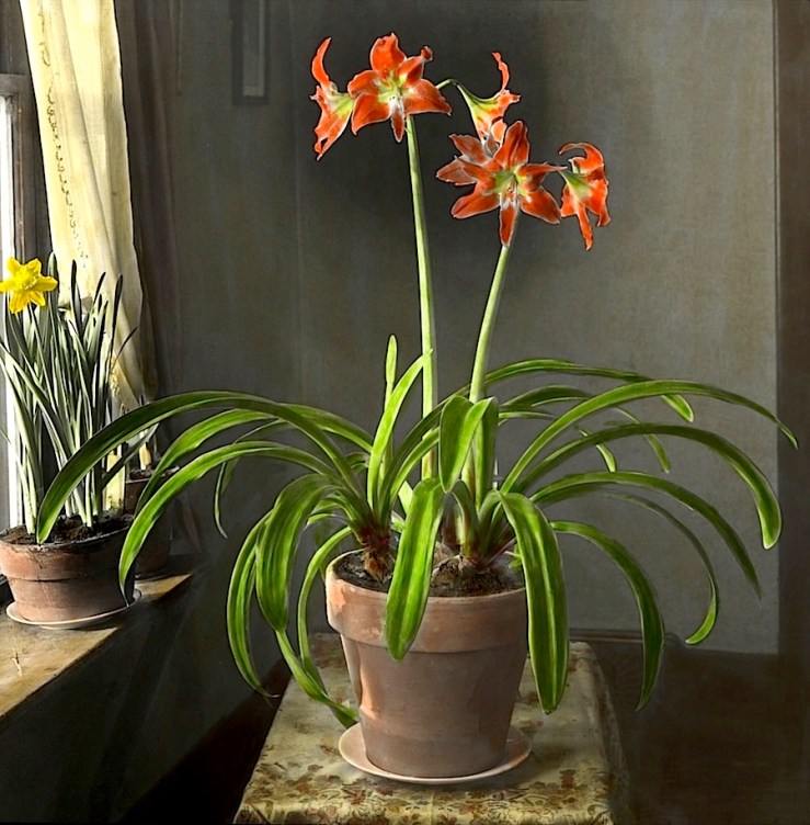 Amaryllis4, McCall flower portraits, ca. 1930, Provincial Archives of Alberta