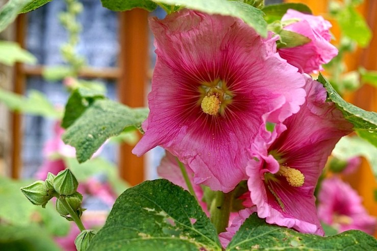 Hollyhocks 2, Normandy, July 2016, enclos*ure