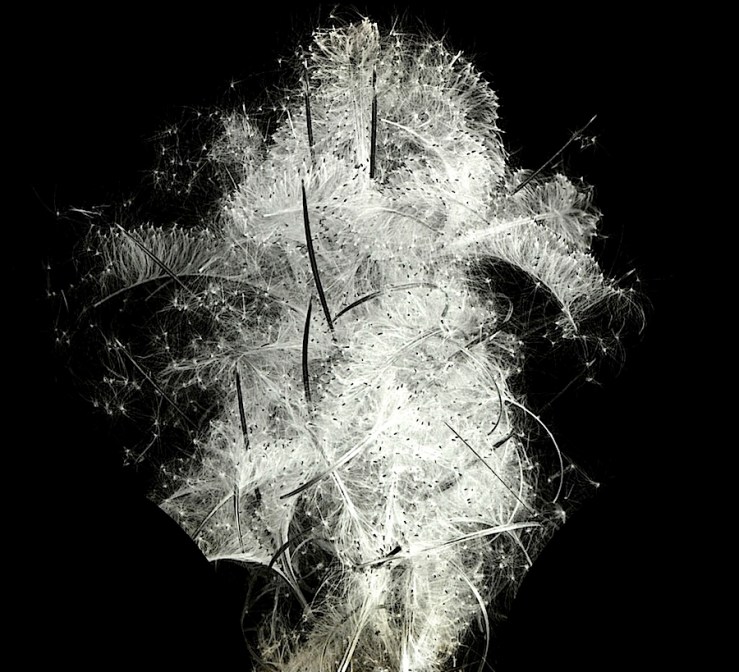 McCall flower portrait 1, ca. 1930, Provincial Archives of Alberta