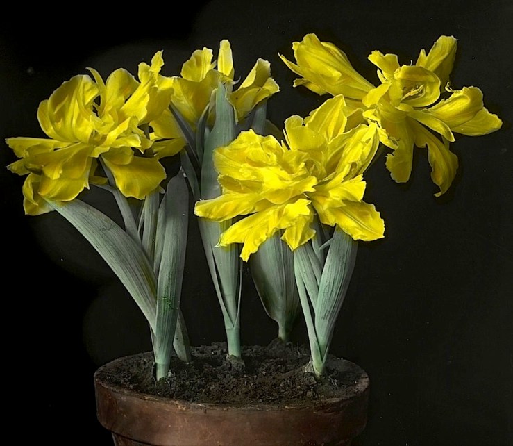 McCall flower portrait 13, ca. 1930, Provincial Archives of Alberta