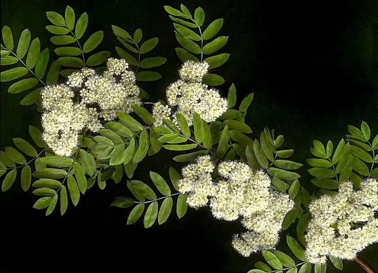 McCall flower portrait 14, ca. 1930, Provincial Archives of Alberta