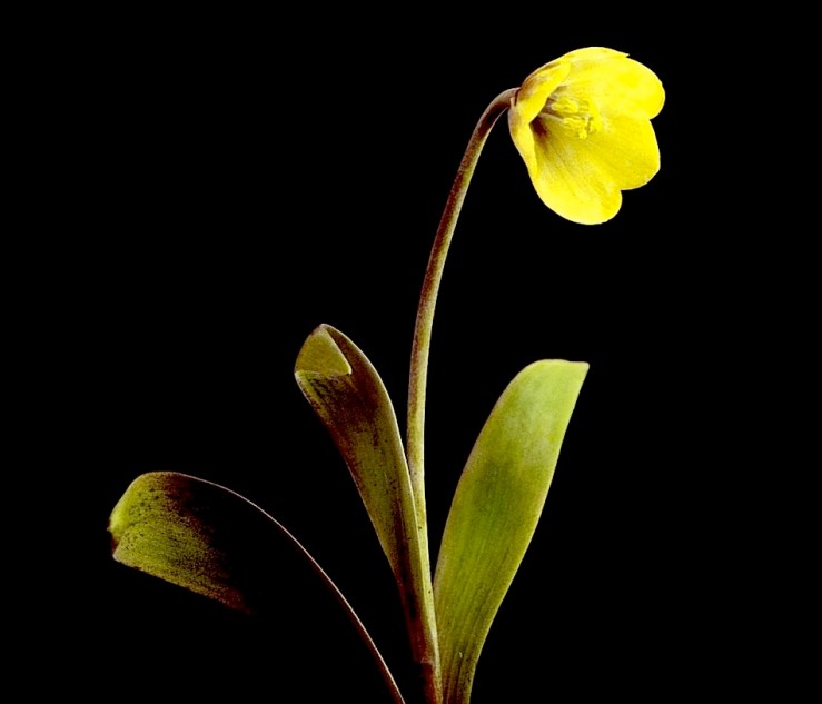 McCall flower portrait 17, ca. 1930, Provincial Archives of Alberta