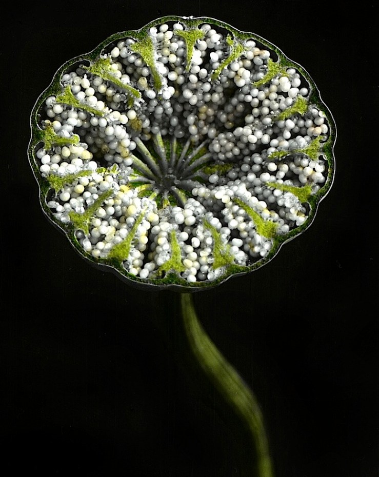 McCall flower portrait 2, ca. 1930, Provincial Archives of Alberta