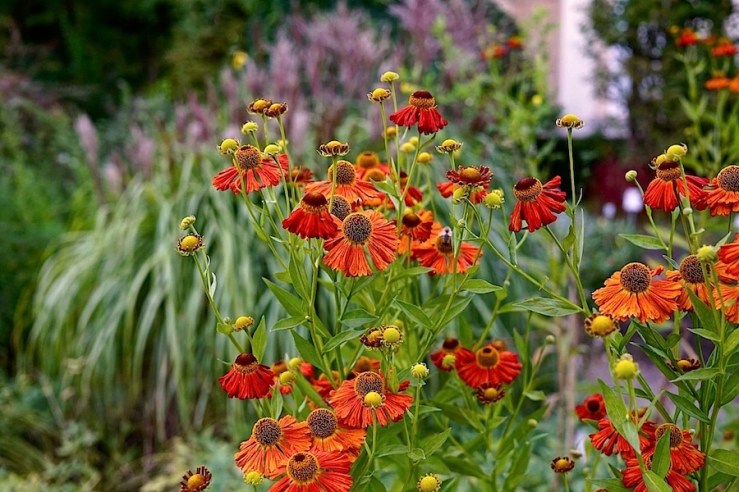 16a Hohenheim garden, Aug 23, 2016, enclos*ure