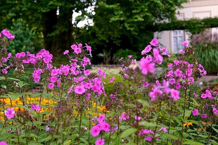 29a Hohenheim garden, Aug 23, 2016, enclos*ure