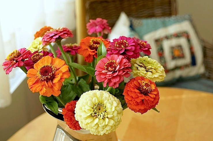 In a vase on Monday, zinnias bouquet, Aug 22, by enclos*ure