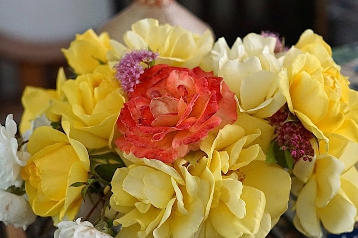 In a Vase on Mondays 25, Aug. 1, enclos*ure