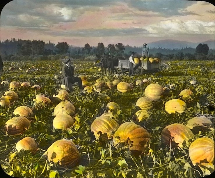 Pumkins in field, Oregon, OSU on flickr