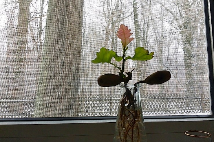 3-9-january-2017-enclosure