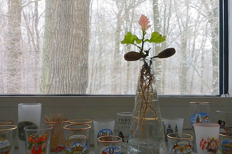 4-9-january-2017-enclosure