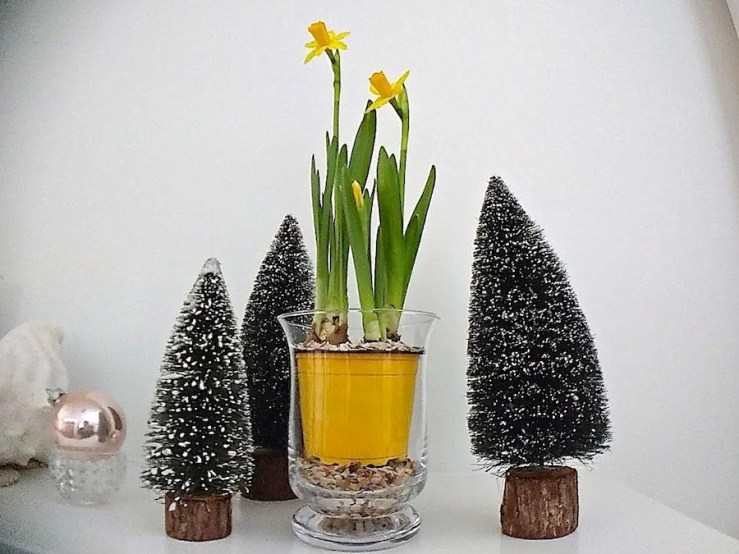 narcissus-21-enclosure