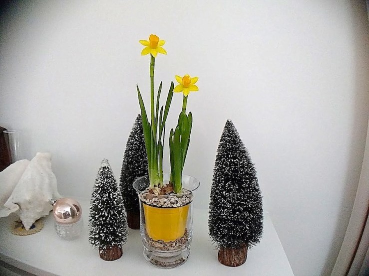 narcissus-23-enclosure